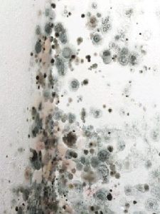 Mold Testing Image